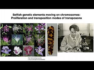 Selfish genetic elements moving on chromosomes: Proliferation and transposition modes of Transposons