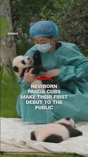 Newborn panda cubs make their first debut to the public