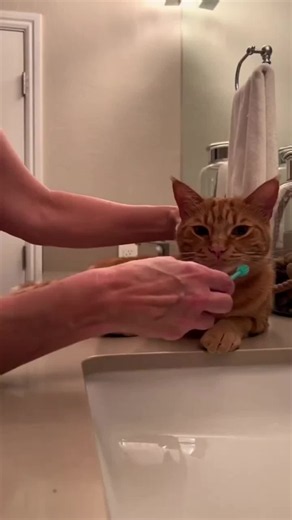 Cat Thinks He's Silent Sneaking Around: Funny Desk Moment