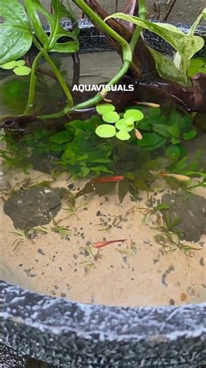 Rain Falling Over a Peaceful Patio Pond | Soothing Mini Oasis Ambience