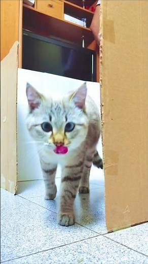 Bill Outsmarts the Giant Cardboard Maze! #cat