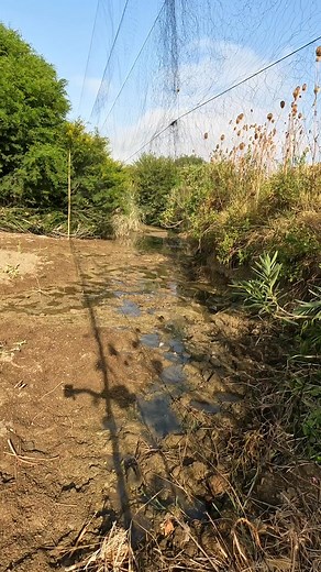 Birds trap by airnet | Birdsy