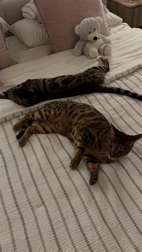 Let me preface this by saying… these are BENGAL cats 😭😂 aka already crazy by nature — and these two are completely untrained. So no, I was absolutely NOT prepared for what I signed up for 💀🐆