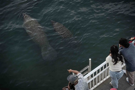 Live cam: Florida manatees huddle at West Palm FPL plant to stay warm in cold weather