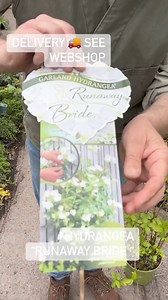 #add WEBSHOP https://pergolanurseries.ecwid.com Hydrangea “Runaway Bride” flowers non stop for months with dainty white flowers. Lovely to train on a trellis on fence or wall . Planting time is from now! .Available in WEBSHOP https://pergolanurseries.ecwid.com ALL IRELAND DELIVERY 🚚 32 Counties Pergola Nurseries Garden Corner, Virginia, Co Cavan A gardeners oasis of quality plants Open Tuesday to Saturday 10.30-6 Open Sundays 2-6 #fy #grow #gardenideas #gardening #foryoupage #foryou #garden #ga