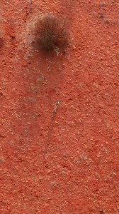 1.3K views · 97 reactions | CHEETAHS NEED SPACE Actively tracking...