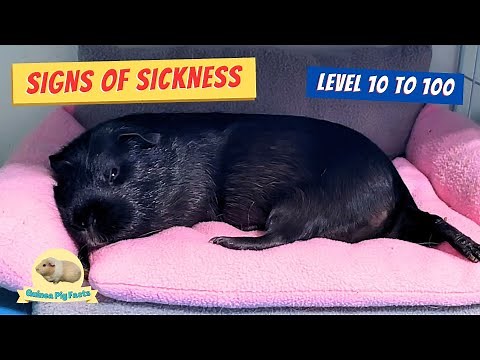 How to detect a SICK Guinea Pig : Health Check Guide