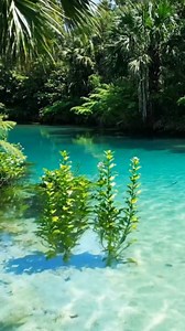 4.3K views · 100 reactions | This state has 700+ natural springs to explore! Location in comments. #naturelovers #adventuretravel #natureisbeautiful #BeautifulDestinations | The Nature Seeker | Facebook