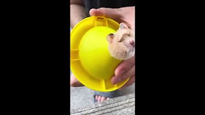 Pet owner rescues hamster with head stuck in toy hole