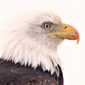 61K views · 5.1K reactions | Learn about the many ways the U.S....