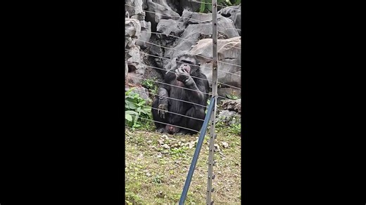 Chimpanzee picks up cigarette and smokes like a human, shocking zoo goers in China