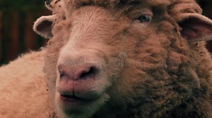 Sheep Chewing Grass in the Evening Stock Video - Video of adult, male: 280355349