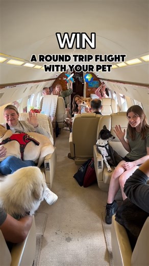 Corgi • Luxury dog travel • on Instagram: "✨ W ✨ I ✨ N 🤩 A ROUND TRIP INTERNATIONAL FLIGHT WITH YOUR PET ON A PRIVATE JET 🐾✈️ TO ENTER ⬇️ 1. FOLLOW @worldwide_winston & @k9jets_ on Instagram and TikTok 2. TAG 1 friend per comment (there is no limit on how many friends you tag) 3. COMMENT, on a separate comment from the friends tag, tell us why you’d like to win and where you’d go with your pet The Winner will receive a round trip flight for and up to 2 pets + 1 friend or family member Open wor