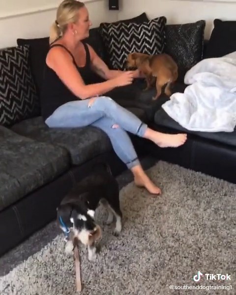 Teaching Your Dog to Stay on the Couch: Tips and Tricks