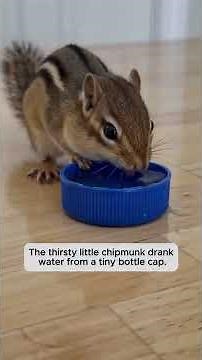 Her Dog Found An Abandoned Baby Chipmunk 😭 #shorts