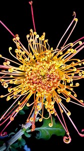 Time-lapse: Blossoming golden chrysanthemum. A photographer in China's Yunnan created this video after 7 days of filming. | China Xinhua News