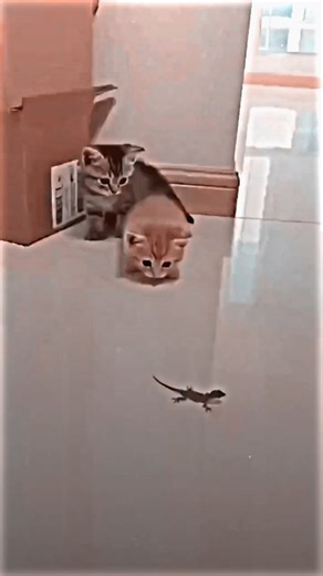 Hilarious Comedy Reels to Brighten Your Day