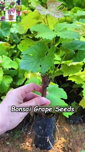 Grape Seed Benefits & Uses