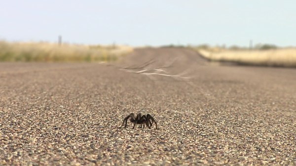 Thousands of tarantulas are searching for love in Colorado