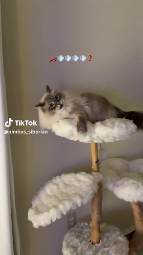 Watch Nimbus the Ragdoll Cat Go Wild with Zoomies!