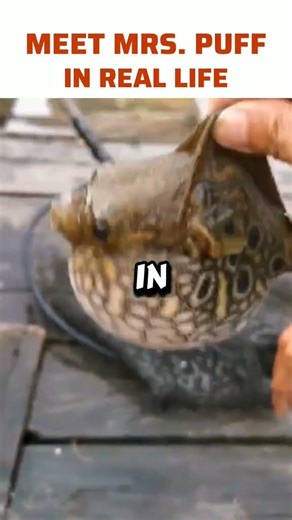 Mrs. Puff is that you? #short