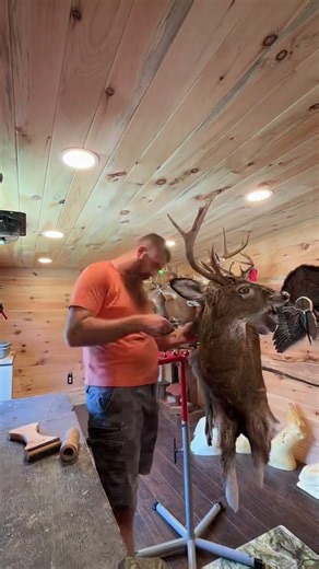 Part 1 of deer taxidermy mount! A few hours work in 30 seconds.