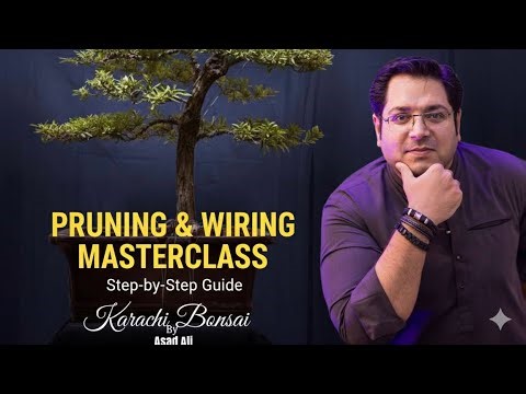 SN-98 Ficus Retusa (Part-2) Live Demonstration and tutorial of Bonsai Repotting/Root Pruning