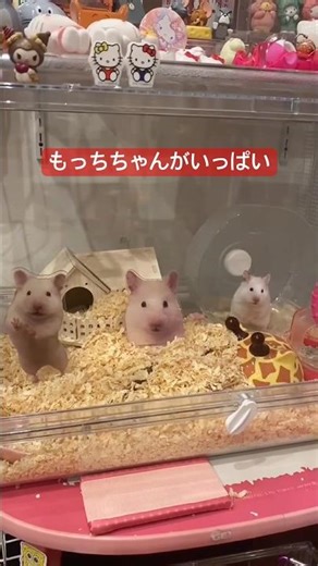 もっちちゃんがいっぱい！ハムスターのもっちちゃんのアクスタ作って並べてみたよ #ハムスターのいる生活 #ガチャガチャ #アクスタ