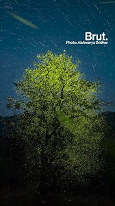 376K views · 14K reactions | She didn't think her photo of fireflies stood a chance. But Aishwarya Sridhar, just 23 years old, beat the best in the world to bag the prestigious Wildlife Photographer of the Year award in the Behaviour: Invertebrates category. She told Brut how it felt to be the first adult Indian woman to achieve the feat. | Brut India | Facebook