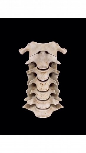 26K views · 16 comments | Cervical Myelopathy #neckpain #shoulderpain #handnumbness #cervicalpain #cervicalpaintreatment #orthopeadic #necksurgery #osteopathy #physiotherapy #occupationaltherapy #physicaltherapy | Bradley Blair Osteopath | Facebook