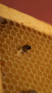 408K views · 4.8K reactions | After a long day of foraging, this female worker bee returns to the hive and deposits nectar into a honeycomb cell. She’s already mixed it with enzymes in her honey stomach to begin the transformation into honey, a process her sisters will continue by fanning it to reduce the moisture content. #beekeeper #honey #Beehive #beekeeping #bees #nectar | Bowser Bee | Facebook