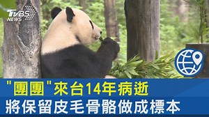 【"團團"來台14年病逝 將保留皮毛骨骼做成標本】 動物園大貓館湧入大批粉絲，希望有"團團告別式" #團團 #圓圓 #貓熊 ------------------------------------- 歡迎下載TVBS國際+ APP ios: https://reurl.cc/X5VlAR Android: https://reurl.cc/aaGNe3 | TVBS 國際+ | Facebook