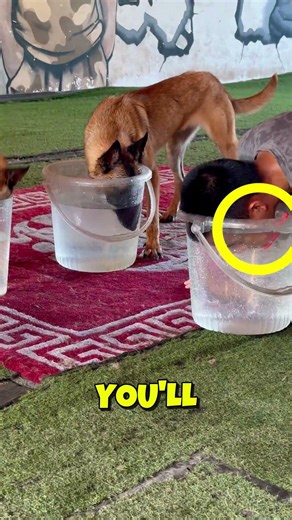 These Dogs Challenge Their Owner to a Breath Holding Contest 🐶🪣