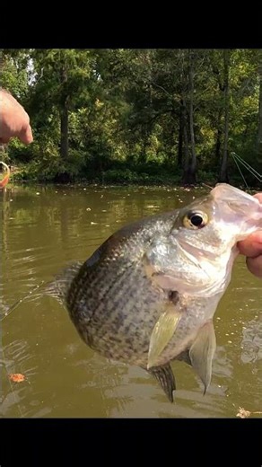 Nice Black Crappie