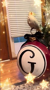 Tweety found a new ornament to Hang on the Christmas Tree! #christmas #christmasdecoration