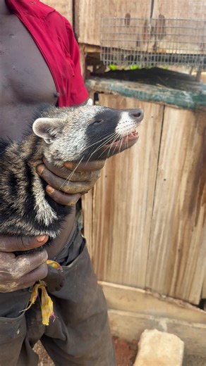Civet Cat: The Unique Coffee Connection