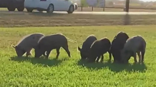 Feral hogs threaten endangered species at PINS