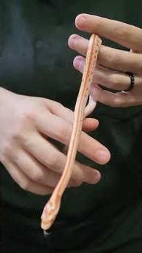 52-2025 #albino #tessera #cornsnake #pets #reptiles