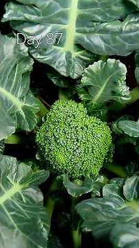 This is how broccoli grows from seed to harvest in #timelapse 🥦