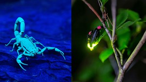 Biofluorescence Vs Bioluminescence: What's The Difference?