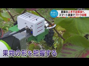 Successful grape harvesting with the power of AI: Automating pruning and harvesting "smart agricu...