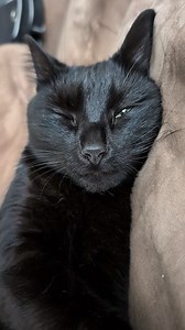 Ninja meditation in progress 🥷😇 . . . #cat #catsofinstagram #catlover #catoftheday #meow #cats #blackcatsofinstagram #catstagram #longhaire #explorepageready #catsonamps #fblifestyle #metalcats #ねこ #animals #instakitty #minipanther #blackcatsofig #confuciusninjakitten #fluffy #kittylove #instapet #gato #animal #catslife #gatos #fluffycat #кот #metalcats #instacats | Confucius.ninja.kitten