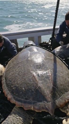 Epic Sea Turtle Rescue: Trapped Giant Freed! #aiart #nature #wildlife