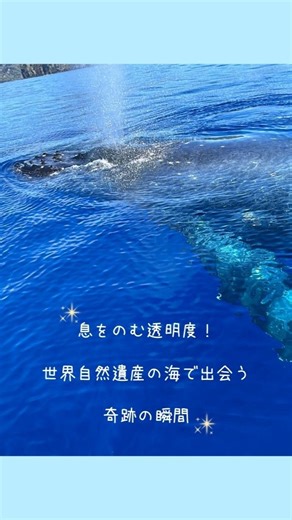 一般社団法人 小笠原村観光協会 on Instagram: "🌊 目の前に現れる、母と子のザトウクジラ――透明な海での奇跡の瞬間。 小笠原の冬（1〜3月）はホエールウォッチングのベストシーズンです🐋✨ ここでは「クジラと泳がない」ことがルール。 子育ての邪魔をせず、船上から静かに見守ります。 だからこそ出会える、自然がくれた奇跡の瞬間――💙 📹 リール動画後半では、じわじわ海面に近づいてくる親子クジラの様子をお届けします。 透明度の高い小笠原の海は、条件が揃えば船の下を通過するクジラが見えちゃいます！ 冬の小笠原、ぜひあなたの目でこの景色を体験してみてください💙 #小笠原 #世界自然遺産 #ホエールウォッチング #クジラ #親子クジラ #絶景 #冬の楽しみ #東京の島 #南の島 #エコツーリズム #島旅 #ザトウクジラ #卒業旅行 #女子旅 #冬旅 #クジラウォッチング #親子クジラ動画 #透明な海 #小笠原旅行 #自然体験"
