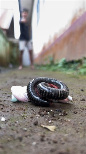 With sharp instincts, the millipede chooses savory food without hesitation#shortvideo #centipede