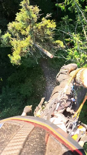 Cutting down a tall tree. . . #tree #trees #outside #outdoors #outdoor #view #works #views #heights #height #climb #climber #climbing #working #work #chainsaw #chainsaws