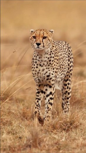 Majestic Cheetah in the African Plains 🐆 | Nature’s Fastest Predator