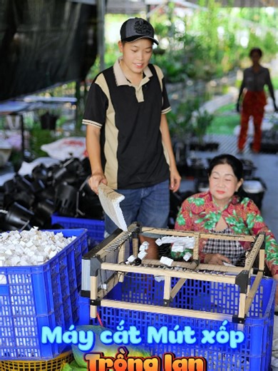 Mút Xốp Cắt Sẵn: Giải Pháp Trồng Lan Nhanh Gọn