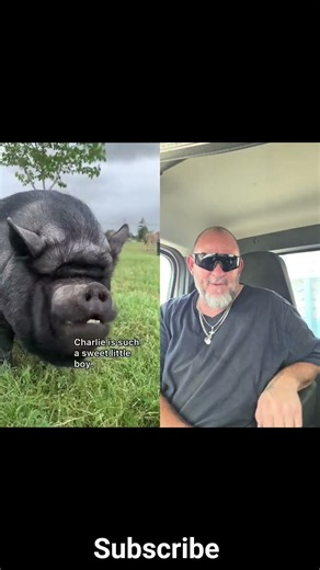 Meet Charlie the pig