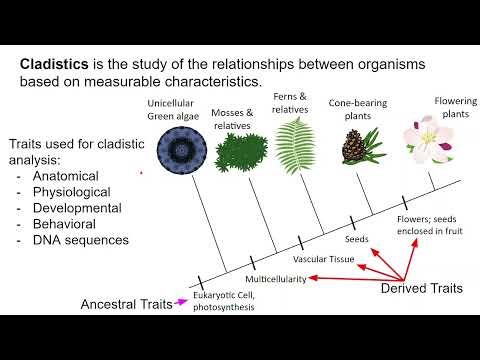 Bio HN Cladograms and taxonomy